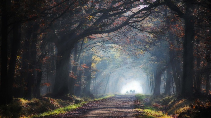 mist, tunnel, landscape, nature, trees, sun rays, road, leaves, grass