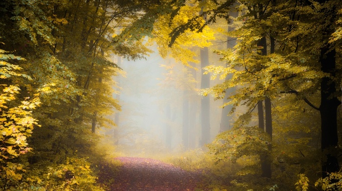 morning, landscape, fall, forest, nature, sunlight, leaves, trees, path, mist