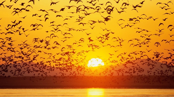 sunset, animals, birds, river, silhouette