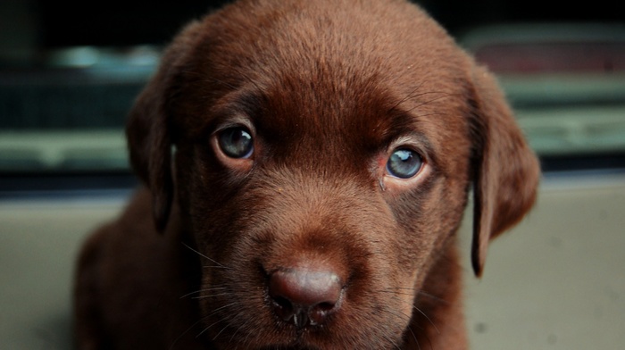 Labrador Retriever, puppies, animals, dog