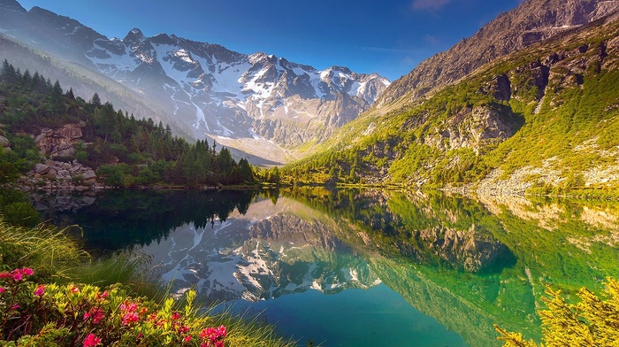 mountain, forest, water, wildflowers, reflection, landscape, snowy peak, lake, nature