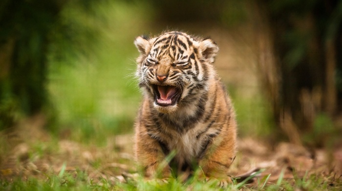 tiger, baby animals, animals