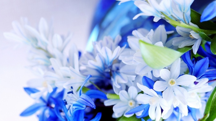 macro, flowers, plants, nature, blue flowers, closeup