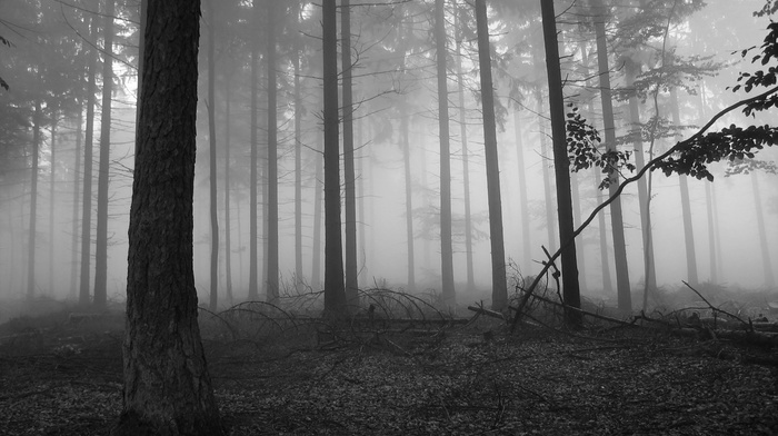 trees, forest, leaves, monochrome, nature, branch, mist