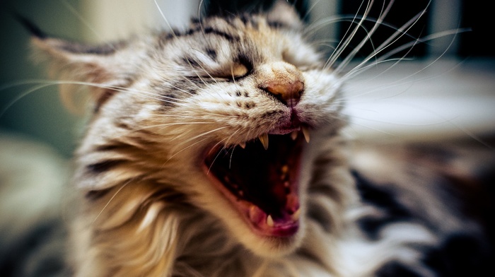 closeup, open mouth, animals, cat, yawning