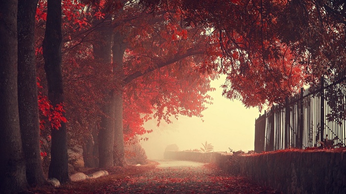 trees, fence, walls, mist, road, nature, red, landscape, fall, leaves