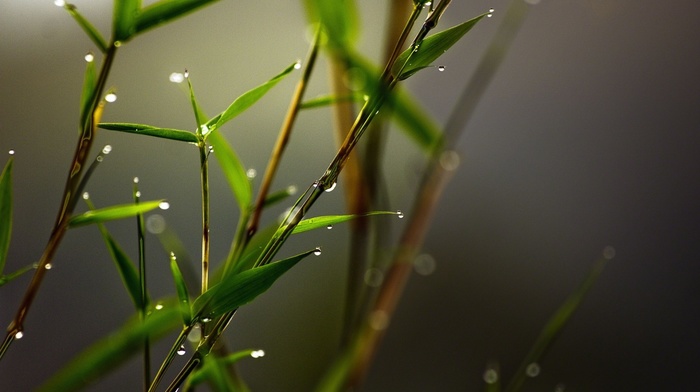 plants, leaves, blurred, closeup, macro, bamboo, water drops, nature