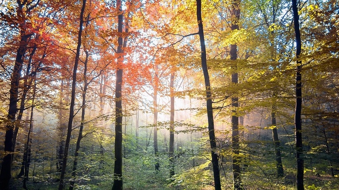 landscape, nature, forest, fall, mist, sunlight, colorful, trees