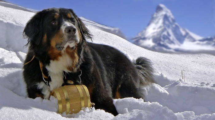dog, Bernese Mountain Dog, Sennenhund, snow, animals