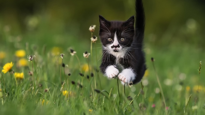 jumping, grass, cat, animals