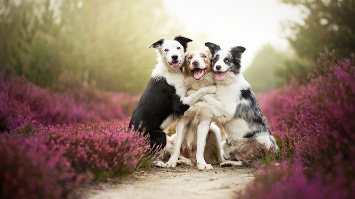 nature, mist, dog, flowers, Friends, pet, animals