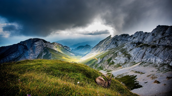mountain, landscape, nature, valley, mist, grass, paragliding, clouds, ibex