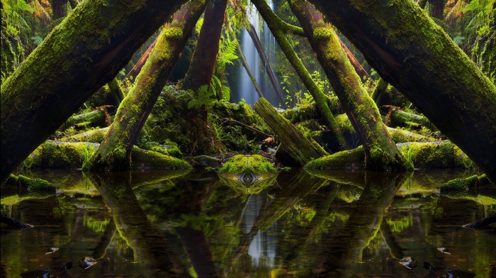 reflection, window, trees, moss, forest, waterfall, ferns, nature, landscape, Australia