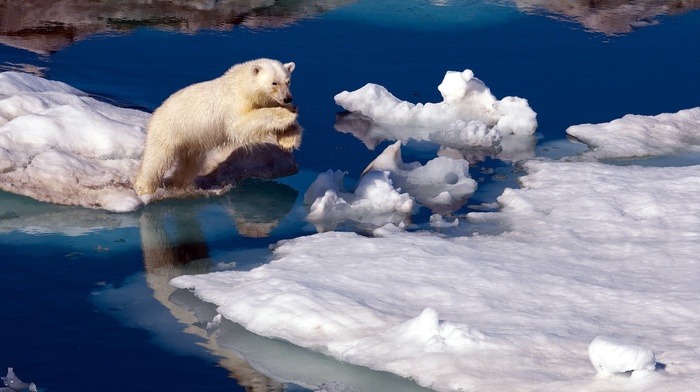 polar bears, jumping, sea, iceberg, snow, water, ice, reflection, nature, animals
