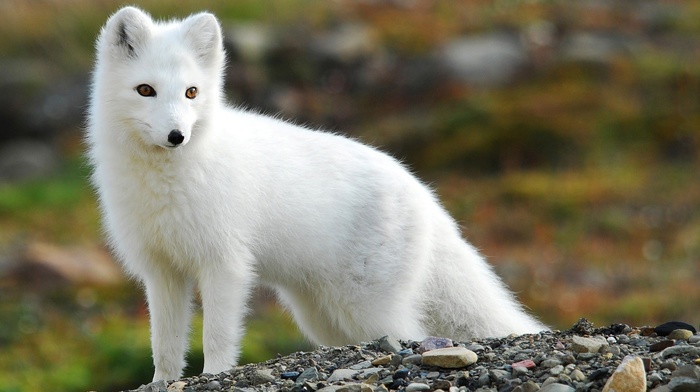 fox, arctic fox, animals, nature