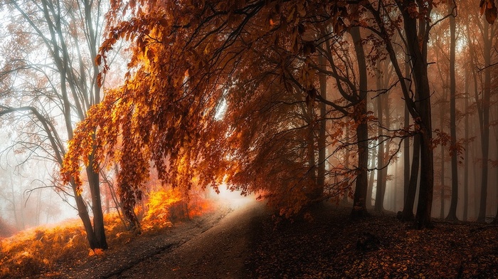 landscape, forest, nature, leaves, trees, fall, path, mist