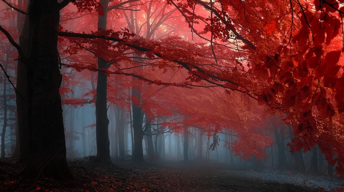 forest, landscape