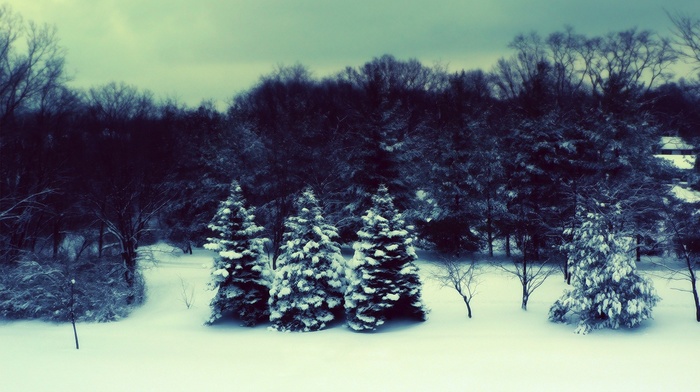 winter, trees, snow