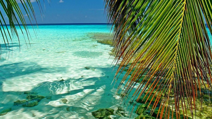 sea, nature, landscape, palm trees, atolls, beach, summer, tropical, Maldives, leaves, green, turquoise