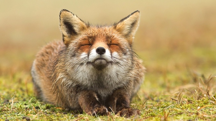 animals, fox, closed eyes