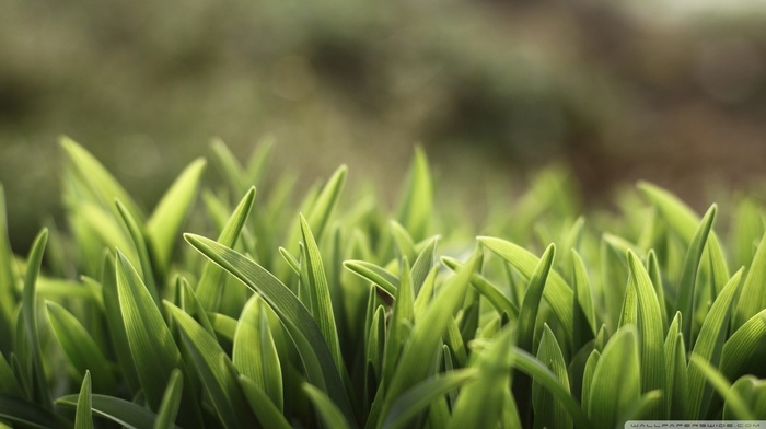 plants