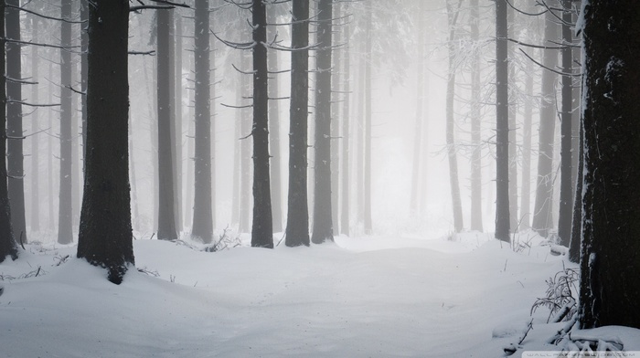 minimalism, wood, snow