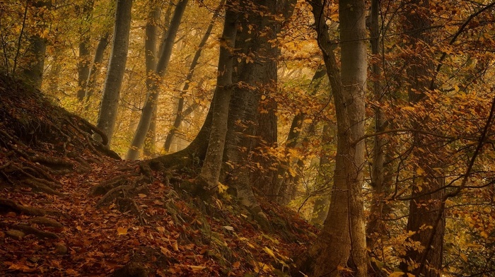 fall, trees, path, hill, leaves, nature, forest, landscape, roots