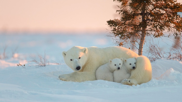 polar bears, animals, baby animals, snow