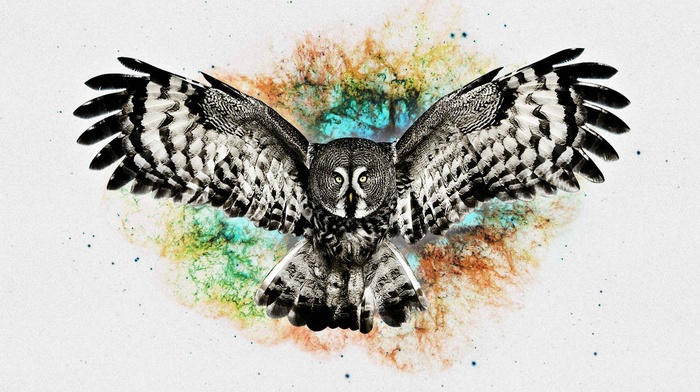 digital art, owl