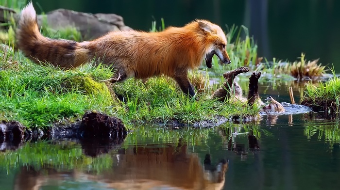 fox, playing, fighting