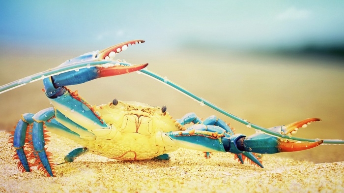 colorful, crabs, nature, sea life
