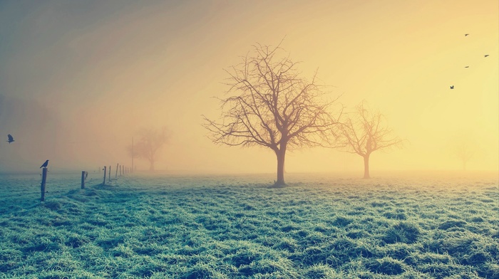 trees, mist, grass