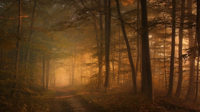 sunlight, sunrise, mist, nature, leaves, forest, landscape, path, trees, morning