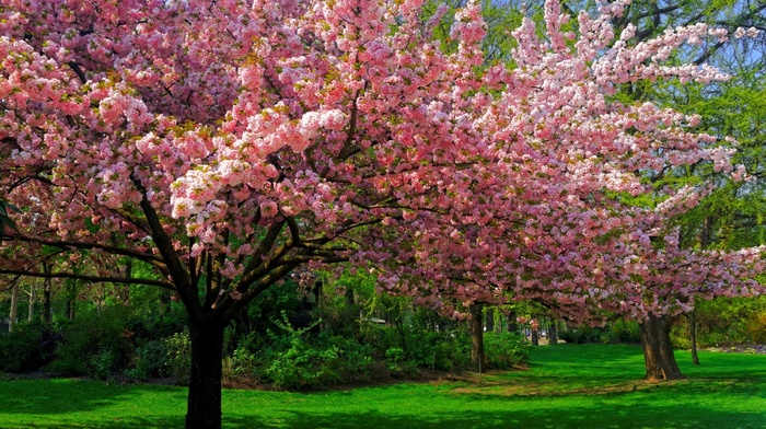 spring, green, nature, cherry blossom, pink, landscape, flowers, park, trees, lawns