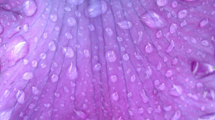 petals, macro, dew, purple flowers, nature