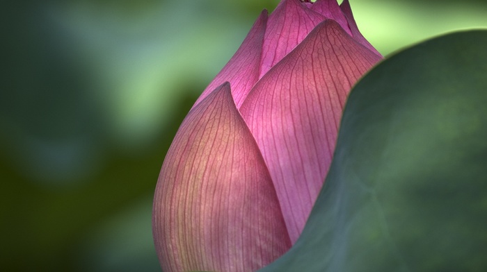 macro, nature, flowers, lotus flowers