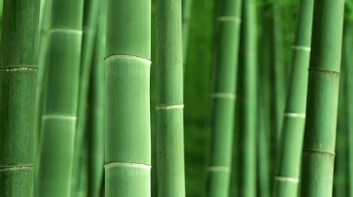 nature, bamboo, plants, macro