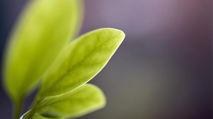 macro, nature, leaves