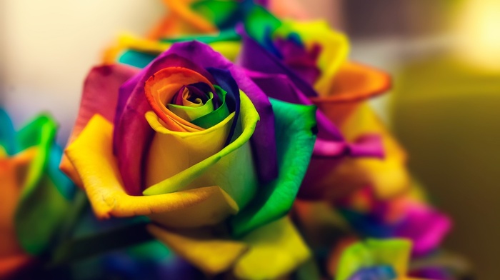 macro, colorful, flowers, closeup, rose