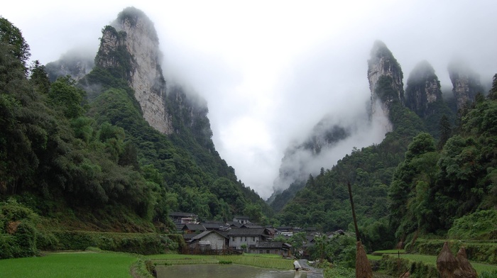 mountain, trees