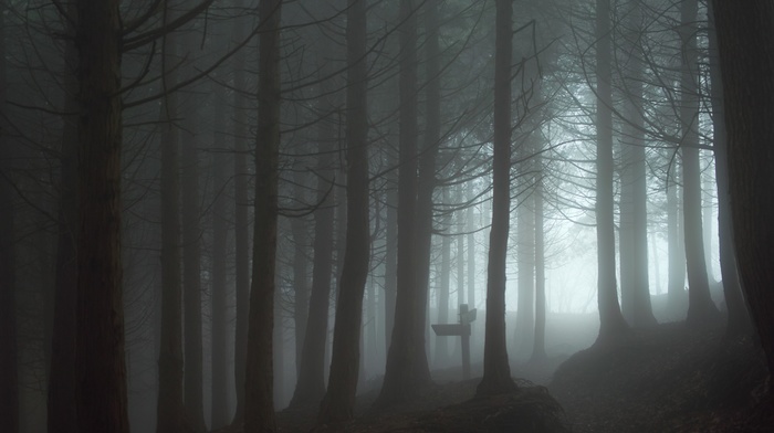forest, spooky, mist
