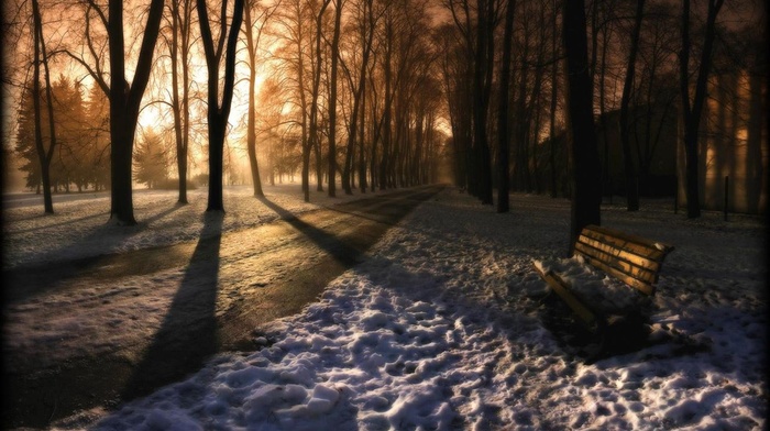 trees, bench, sunlight, snow