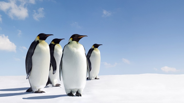 penguins, animals, snow