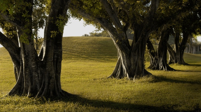 trees, green, landscape, grass, shadow, lines, nature, sunset, photography