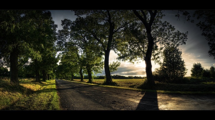 trees, road, shadow, alone, path, green, sunset, landscape