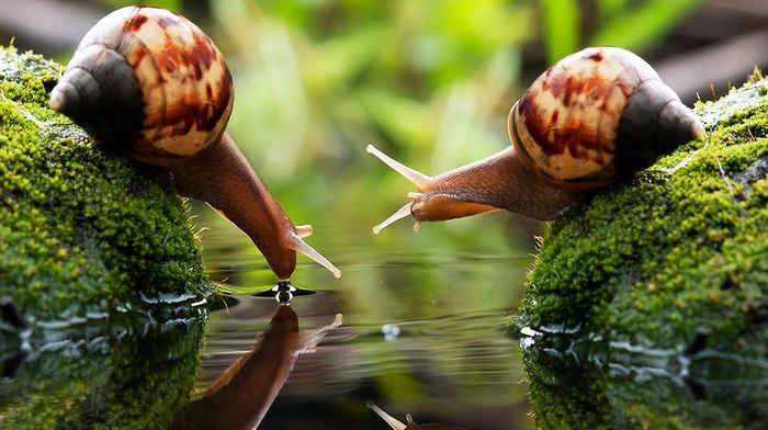 photography, drink, water, blurred, algae, macro, snail, couple