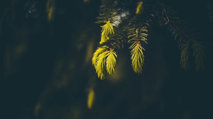 sunlight, photography, spruce, blurred, nature, macro, depth of field