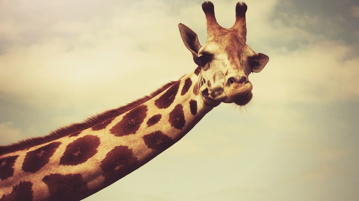 giraffes, necks, photography, horns, face, wildlife