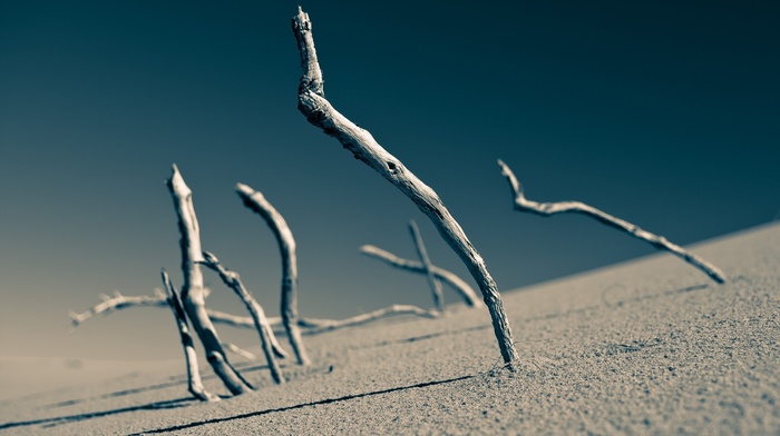 macro, blurred, depth of field, photography, landscape, branch, dead trees, lines, sand, clear sky