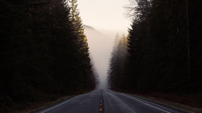 road, trees, landscape, mist, forest, nature, hill